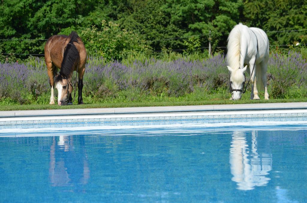 Villa Agriturismo Domus Magna à Povoletto Extérieur photo