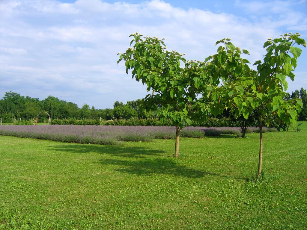 Villa Agriturismo Domus Magna à Povoletto Extérieur photo